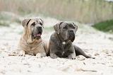 CANE CORSO 539